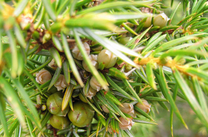 工作日志 正文 拉丁学名  juniperus formosana hayata 柏科 刺柏属