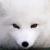 zcfox