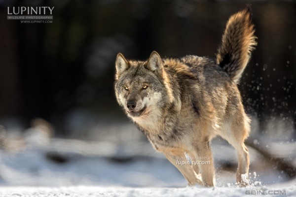 超棒的野生狼摄影作品狼之印象