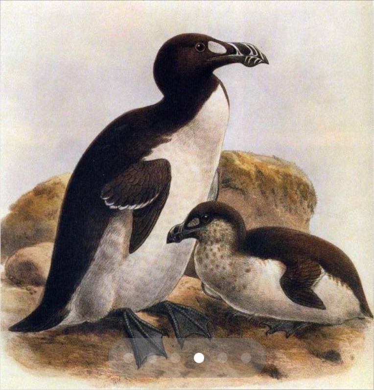 great auks by john gerrard keulemans