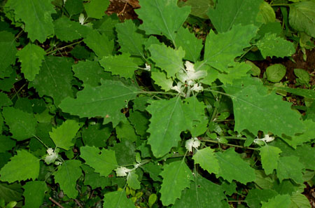 灰灰菜(野菜)