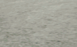171529_dFGc_347223.gif