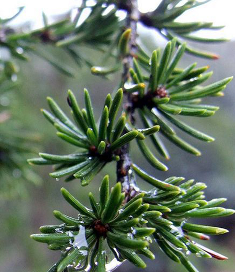 雪松_chutang7152的博客-csdn博客