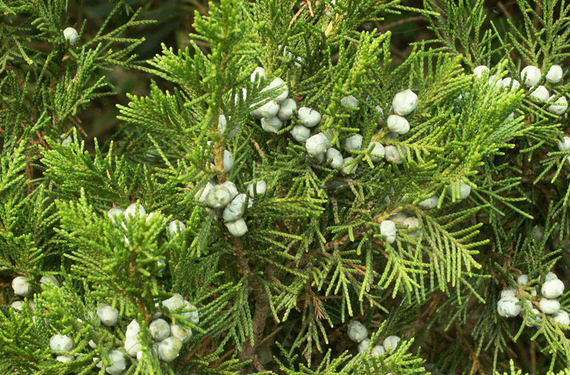 圆柏_chutang7152的博客-csdn博客