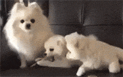 153003_dLEV_3417180.gif