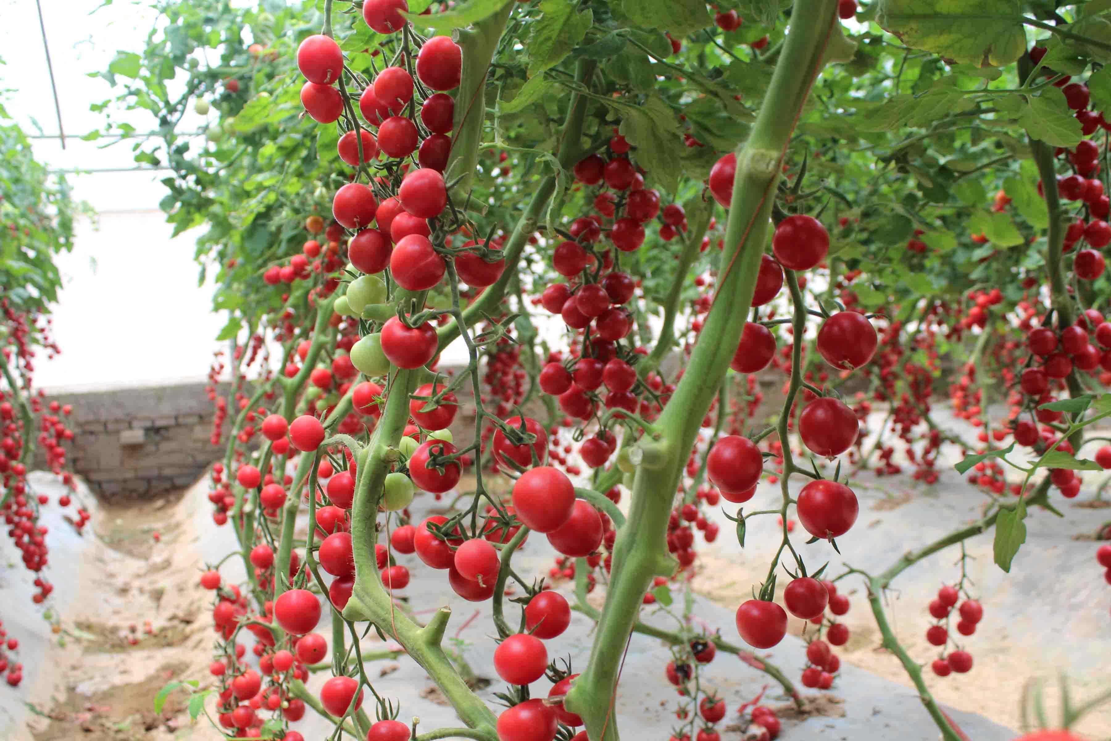种子的"选择"可影响地区生物多样性