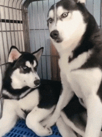 https://static.oschina.net/uploads/space/2018/0416/113014_JHSG_3417180.gif