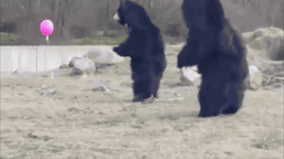 143237_Z0u3_347223.gif