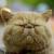加州肥猫 加州肥猫