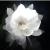 昙花一现 昙花一现