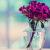 OSC_oWYCmb OSC_oWYCmb