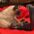 CoolerCoder