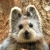 Xin_Zhang_BJ