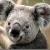 Mr_Koala