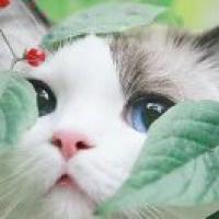 凡苍