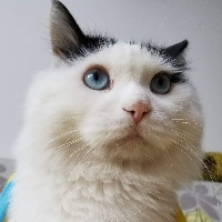 多利的猫粮