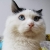 多利的猫粮