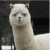 honey_fansy honey_fansy