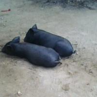 柯西不是你
