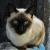 IT猫 IT猫