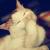 myicefox myicefox