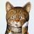 修行猫
