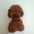 Brant_Feng Brant_Feng