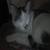 cat_lee