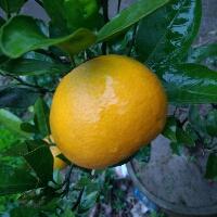 d东东