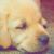 freedog